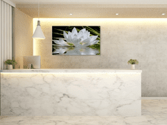 Glasdekor Obraz skleněný bílý květ leknínu na hladině - Rozměry-obdélník: 30 x 60 cm