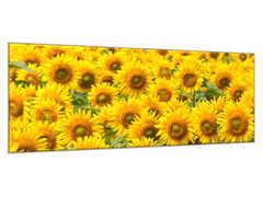 Glasdekor Obraz skleněný pole květy slunečnic - Rozměry-obdélník: 30 x 60 cm