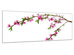 Glasdekor Obraz skleněný rozkvetlá větev třešně - Rozměry-obdélník: 55 x 90 cm
