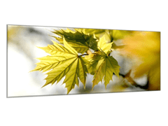 Glasdekor Obraz skleněný zelené javorové listí nad hladinou - Rozměry-obdélník: 40 x 60 cm
