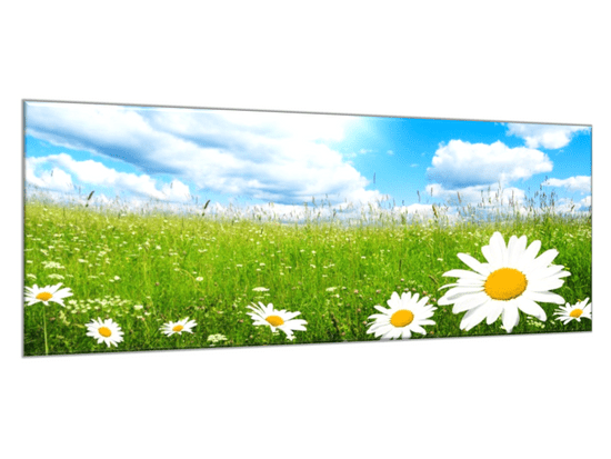 Glasdekor Obraz skleněný rozkvetlá letní louka a bílé kopretiny