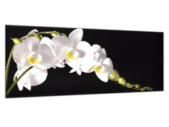 Glasdekor Obraz skleněný bílá orchidej na černém pozadí - Rozměry-obdélník: 60 x 90 cm