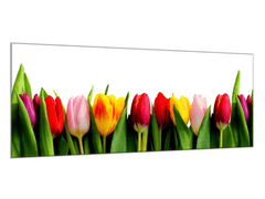 Glasdekor Obraz skleněný barevné tulipány - Rozměry-obdélník: 52 x 60 cm