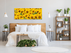 Glasdekor Obraz skleněný pole květy slunečnic - Rozměry-obdélník: 30 x 60 cm