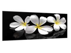 Glasdekor Obraz skleněný bílý květ plumerie - Rozměry-obdélník: 40 x 100 cm