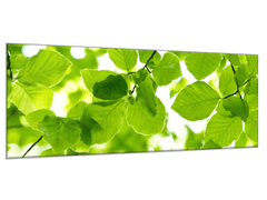 Glasdekor Obraz skleněný bukové listí - Rozměry-obdélník: 30 x 60 cm