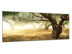 Glasdekor Obraz skleněný strom olivovník - Rozměry-obdélník: 40 x 100 cm