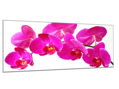 Glasdekor Obraz skleněný květ tyrkysově růžové orchideje - Rozměry-obdélník: 30 x 60 cm