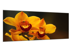 Glasdekor Obraz skleněný oranžový květ orchideje na hnědém pozadí - Rozměry-obdélník: 30 x 60 cm