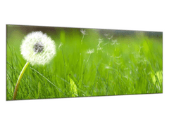 Glasdekor Obraz skleněný bílá odkvetlá pampeliška v trávě - Rozměry-obdélník: 55 x 90 cm