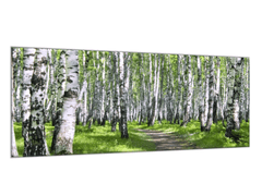 Glasdekor Obraz skleněný březový les - Rozměry-obdélník: 100 x 150 cm