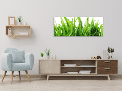 Glasdekor Obraz skleněný zelená tráva s rosou - Rozměry-obdélník: 70 x 90 cm