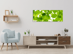Glasdekor Obraz skleněný bukové listí - Rozměry-obdélník: 30 x 60 cm