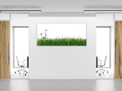 Glasdekor Obraz skleněný tráva s květem kopretiny - Rozměry-obdélník: 60 x 90 cm