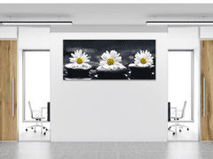 Glasdekor Obraz skleněný bílé kopretiny na černém kameni - Rozměry-obdélník: 30 x 60 cm