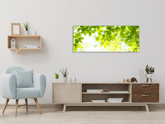 Glasdekor Obraz skleněný slunce mezi větvemi listí - Rozměry-obdélník: 30 x 60 cm