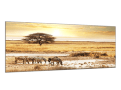 Glasdekor Obraz skleněný Safari a zebry - Rozměry-obdélník: 60 x 80 cm