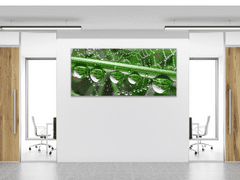 Glasdekor Obraz skleněný tráva a pavučina s rosou - Rozměry-obdélník: 55 x 90 cm