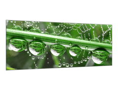 Glasdekor Obraz skleněný tráva a pavučina s rosou - Rozměry-obdélník: 55 x 90 cm