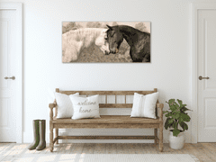 Glasdekor Obraz na skle kůň bílý a černý - Rozměry-obdélník: 80 x 90 cm