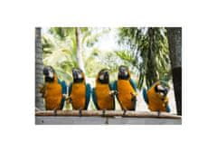 Glasdekor Obraz skleněný papoušek ara ararauna - Rozměry-obdélník: 60 x 90 cm
