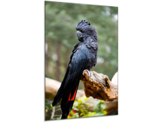 Glasdekor Obraz skleněný papoušek kakadu havraní - Rozměry-obdélník: 60 x 80 cm