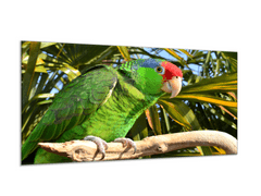 Glasdekor Obraz skleněný papoušek amazoňan na větvi - Rozměry-obdélník: 60 x 70 cm