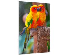 Glasdekor Obraz skleněný par aratinga sluneční - Rozměry-obdélník: 34 x 72 cm