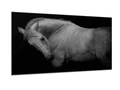 Glasdekor Obraz skleněný bílý kůň bez ohlávky - Rozměry-obdélník: 40 x 60 cm