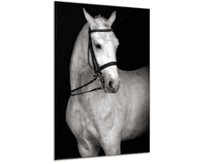 Glasdekor Obraz skleněný bílý kůň na černém pozadí - Rozměry-obdélník: 30 x 60 cm