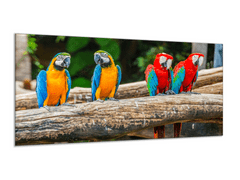 Glasdekor Obraz skleněný papoušek ara ararauna a zelenokřídlá - Rozměry-obdélník: 60 x 80 cm