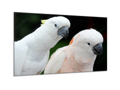 Glasdekor Obraz skleněný papoušek kakadu - Rozměry-obdélník: 55 x 90 cm