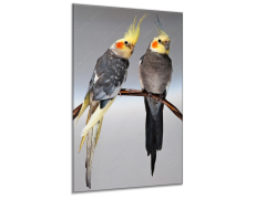 Glasdekor Obraz skleněný papoušek dvě korely chocholaté - Rozměry-obdélník: 70 x 100 cm