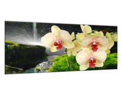 Glasdekor Obraz do koupelny žluté orchideje na mechu - Rozměry-obdélník: 52 x 60 cm