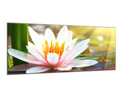 Glasdekor Obraz skleněný růžový leknín ve třpytu - Rozměry-obdélník: 60 x 80 cm