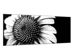 Glasdekor Obraz skleněný černobílý květ slunečnice - Rozměry-obdélník: 50 x 100 cm