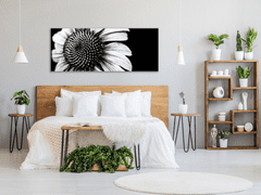 Glasdekor Obraz skleněný černobílý květ slunečnice - Rozměry-obdélník: 50 x 100 cm