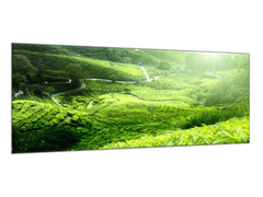 Glasdekor Obraz skleněný čajová plantáž Malajsie - Rozměry-obdélník: 40 x 60 cm