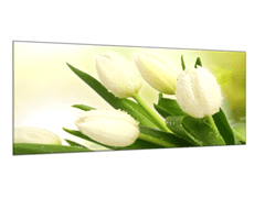 Glasdekor Obraz skleněný květy bílé tulipány na zeleném pozadí - Rozměry-obdélník: 50 x 70 cm