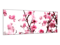 Glasdekor Obraz skleněný růžové květy švestky - Rozměry-obdélník: 60 x 80 cm