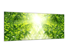 Glasdekor Obraz na skle detail listů bambusový les - Rozměry-obdélník: 70 x 90 cm