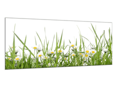 Glasdekor Obraz skleněný sedmikrásky v trávě - Rozměry-obdélník: 40 x 60 cm