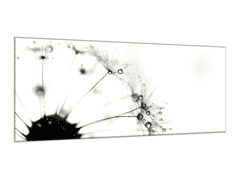 Glasdekor Obraz skleněný abstraktní černé chmýří z pampelišky - Rozměry-obdélník: 60 x 100 cm