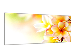 Glasdekor Obraz skleněný žluté květy plumerie - Rozměry-obdélník: 60 x 70 cm