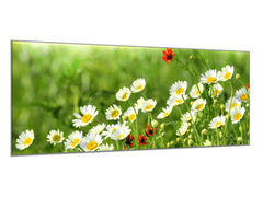 Glasdekor Obraz skleněný rozkvetlá louka bílých kopretin - Rozměry-obdélník: 70 x 80 cm