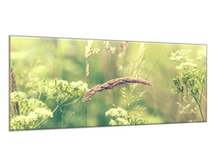 Glasdekor Obraz skleněný rozkvetla tráva louky - Rozměry-obdélník: 40 x 60 cm