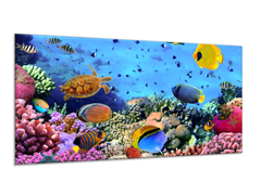Glasdekor Obraz do koupelny želva, ryby, korály a sasanky - Rozměry-obdélník: 60 x 70 cm