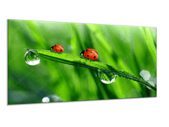 Glasdekor Obraz skleněný berušky na stéble trávy - Rozměry-obdélník: 40 x 60 cm