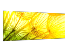 Glasdekor Obraz skleněný žlutozelená odkvetlá pampeliška - Rozměry-obdélník: 60 x 90 cm
