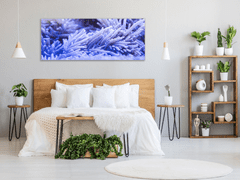Glasdekor Obraz skleněný sasanka mořská - Rozměry-obdélník: 40 x 100 cm